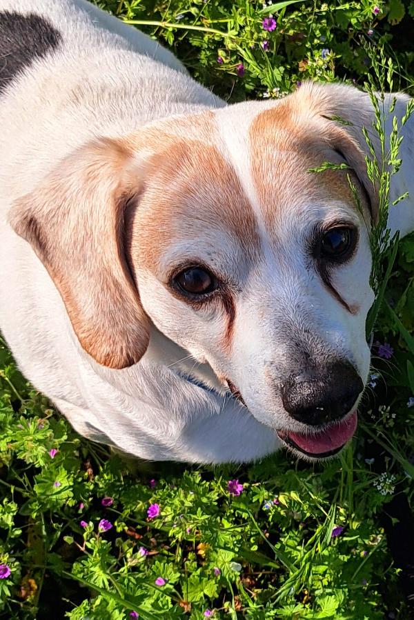 BALOO BEAGLE ADOZIONE DEL CUORE Foto 5